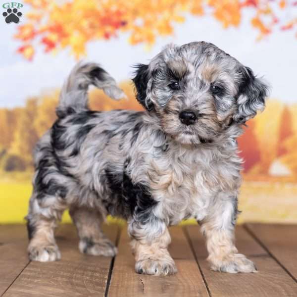 Marshall, Mini Bernedoodle Puppy